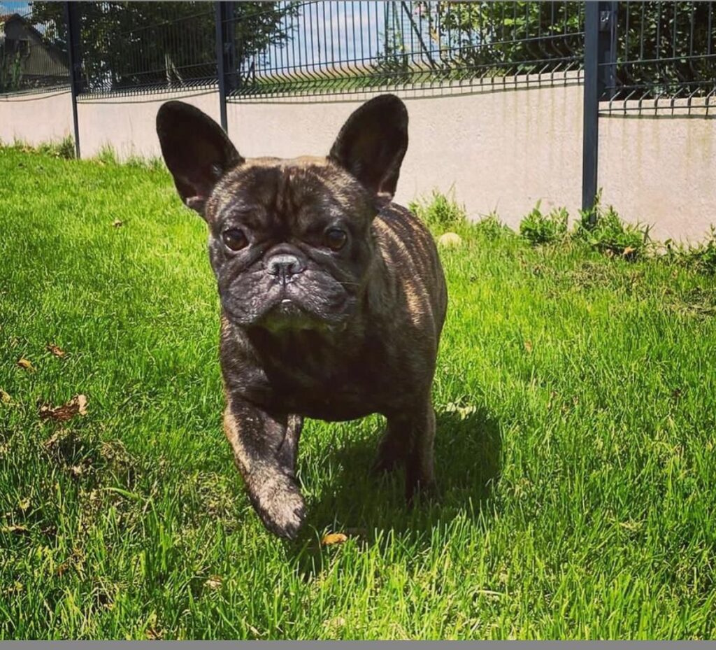Expert en communication canine Antibes