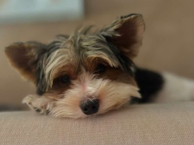 accompagnement canin personnalise antibes