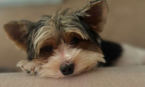 accompagnement canin personnalise antibes