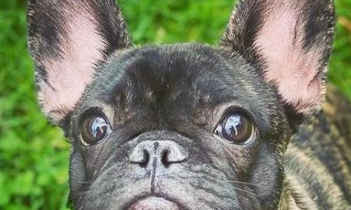 Comportementaliste canin antibes