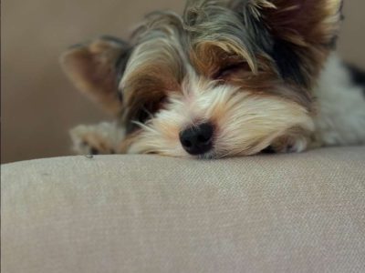 Comportementaliste felin antibes - maitrise approfondie des signaux