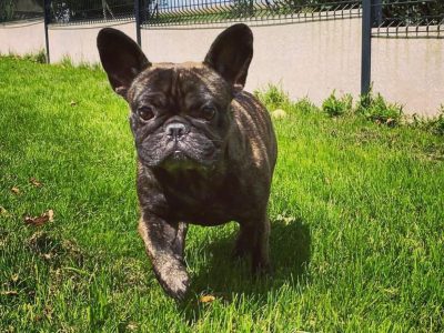 Expert en communication canine Antibes