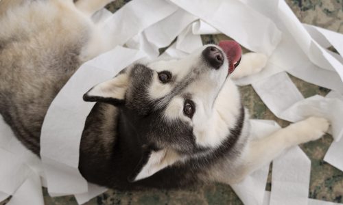 flat-lay-dog-making-mess-with-toilet-paper