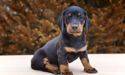 Portrait of black dachshund dog puppy.