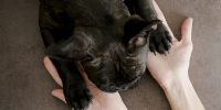 top-view-hands-holding-little-puppy